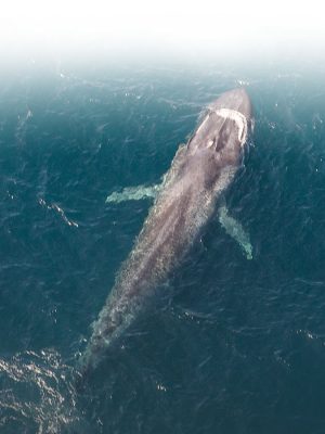 Whale-Watching-1920x900-12