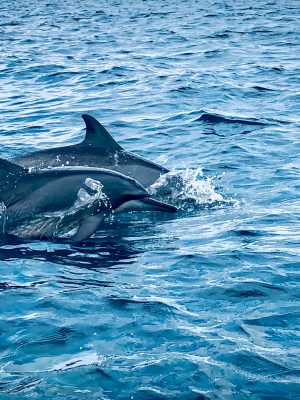 Dolphins,In,Kalpitiya,,Sri,Lanka