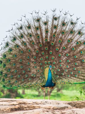 Peacock,In,National,Park,Yala,,Sri,Lanka