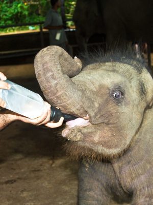 Elephant,Babys,Get,Milk,From,A,Bottle