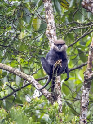 Purpled-faced,Langur,In,Sinharaja,Forest,Reserve,,Sri,Lanka,;,Specie