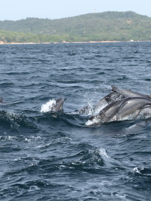 Dolphins,At,Trincomalee,Sri,Lanka,In,The,Indian,Ocean